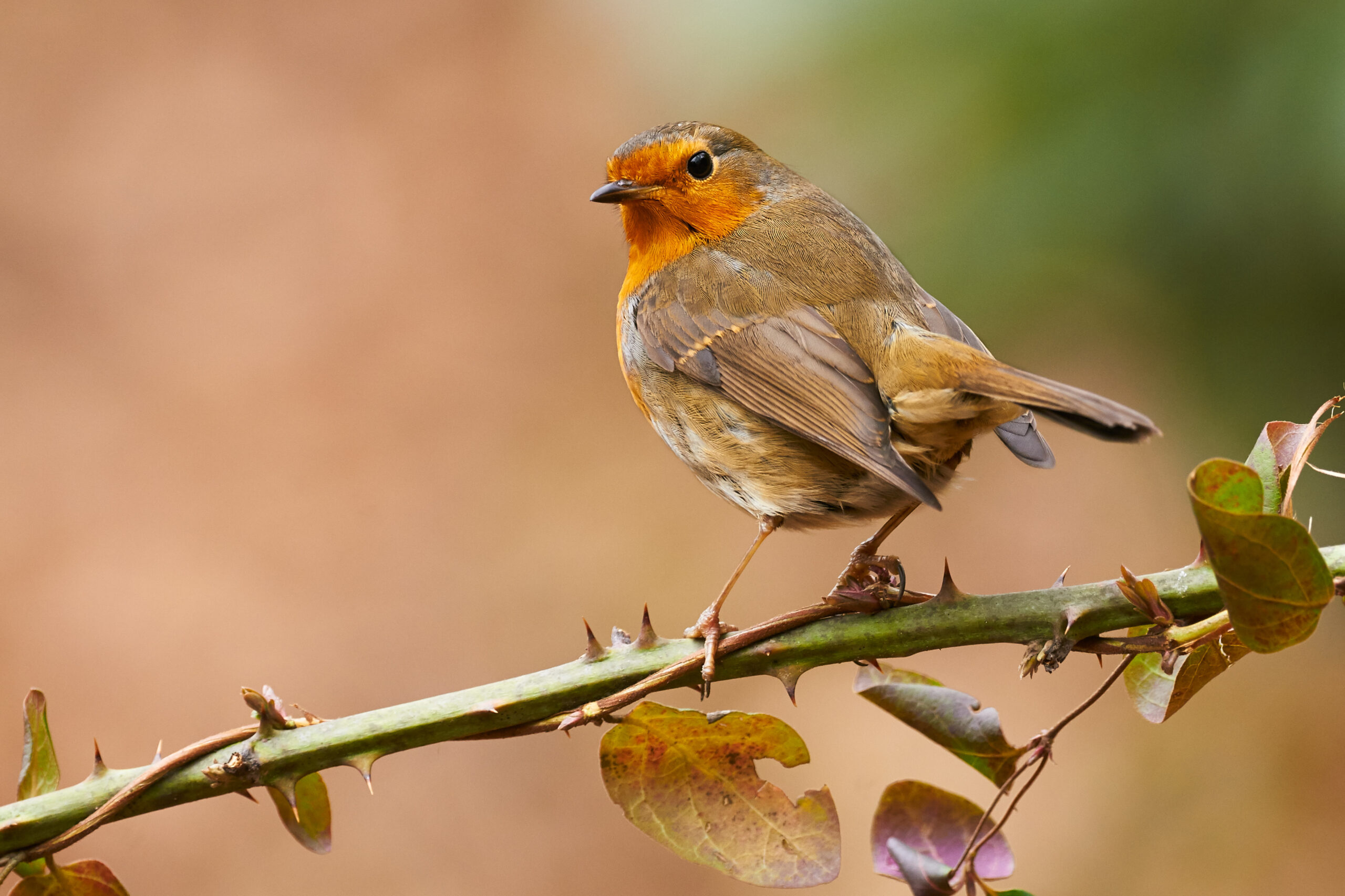 Coping with Grief at Christmas