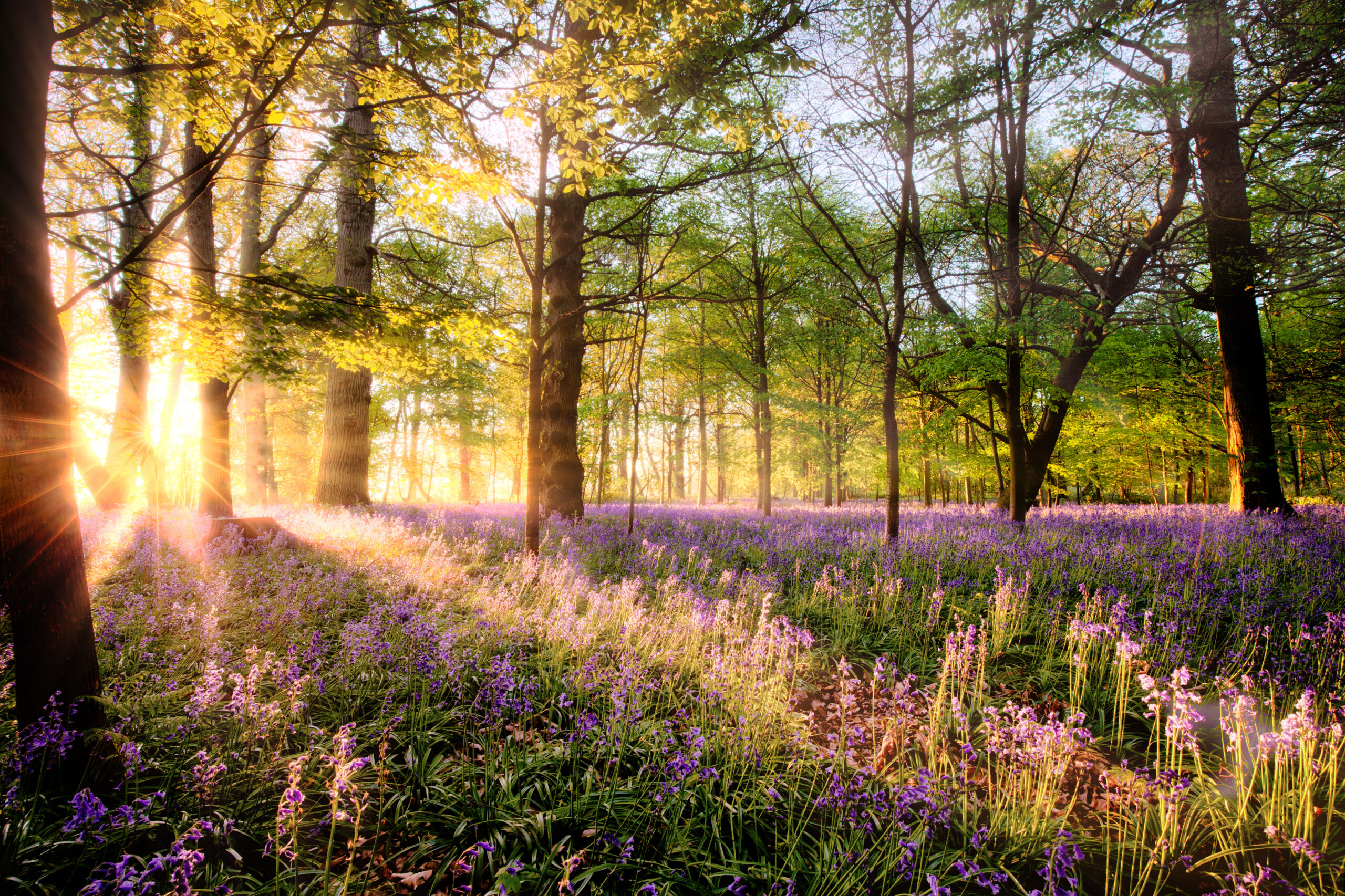 Image: Blog – Finding Calm in Nature’s Spaces Finding Calm in Nature’s Spaces